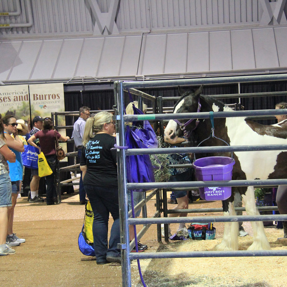 Events Western States Horse Expo