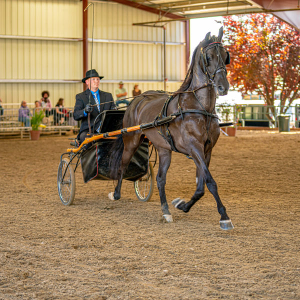 Schedule - Western States Horse Expo